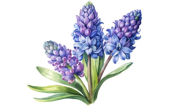 Watercolor Floral of Hyacinth Flower Set Graphics Review